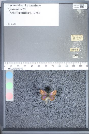 Media type: image;   Entomology 66282